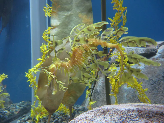 Leafy sea dragon