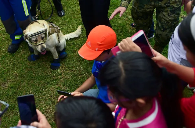 Mexican rescue dog “Frida”, which took part in the search for victims of the last earthquake, is acknowledged during an exhibition at the headquarters of the Mexican Navy in Mexico City, on October 14, 2017. (Photo by Pedro Pardo/AFP Photo)