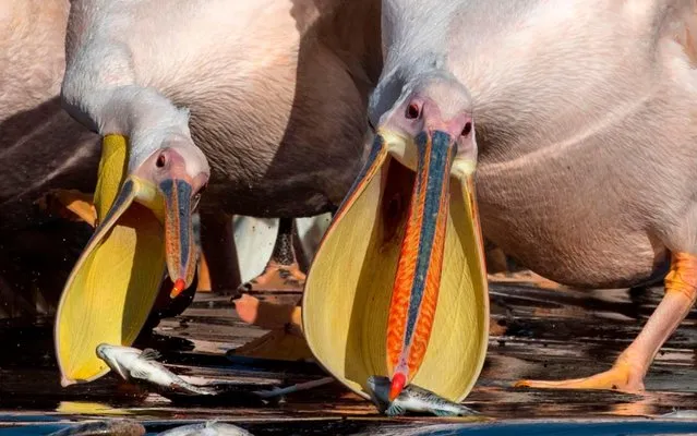 Great white pelicans eat fish provided by Israeli farmers at a water reservoir in Mishmar HaSharon north of the Israeli city of Tel Aviv on October 18, 2017. Thousands of migrant Pelicans pass though Israel on their way to Africa then again when they return to Europe in the summer. Local farmers feed the birds in order to avoid damage to the commercial fish pools. (Photo by Jack Guez/AFP Photo)