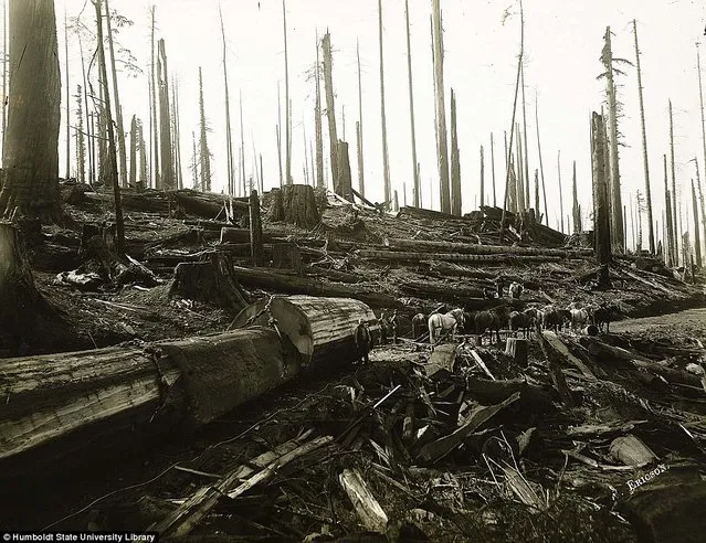 Lumberjacks From California 