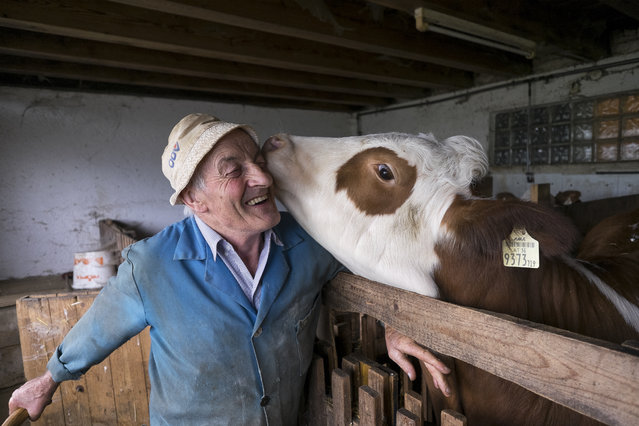 “A Gentle Spirit”. Our friend, Watt, has spent his life tending a small herd of milking cows on the steep mountain slopes of Tirol in western Austria. Farming traditions run deep here, and cows are often beloved almost as family members. On this day Watt was alone, finishing routine chores in the 150-year old stone and wood barn. Soft, even light from an overcast sky gently filtered in from the windows. (Photo and caption by Wayne Reckard/National Geographic Photo Contest)