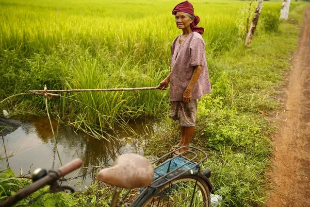 A farmer fishes in a rice field in a village near Udon Thani, Thailand, September 15, 2015. (Photo by Jorge Silva/Reuters)