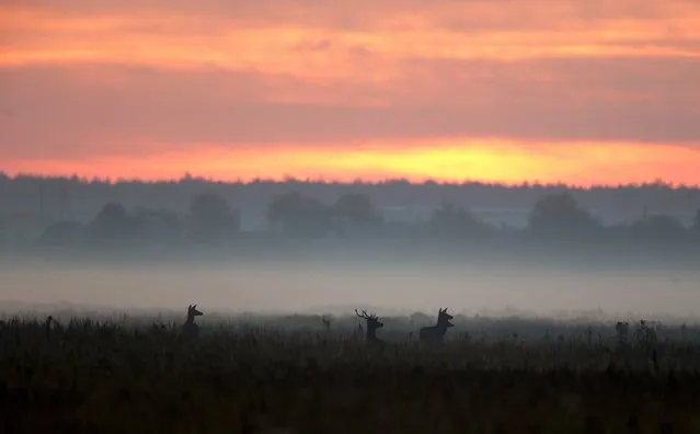 Deers are seen in a field during the dawn near the village of Dobrovolya, southwest of Minsk, September 20, 2015. (Photo by Vasily Fedosenko/Reuters)