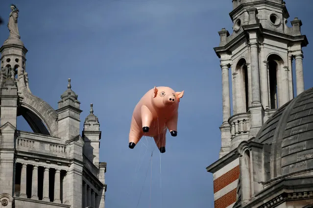 An inflatable pig from the band Pink Floyd floats over the Victoria and Albert Museum to promote “The Pink Floyd Exhibition: Their Mortal Remains”, which will open in May 2017, in London, Britain August 31, 2016. (Photo by Peter Nicholls/Reuters)