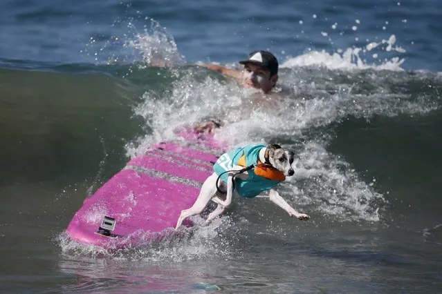 A dog wipes out during the Surf City Surf Dog Contest in Huntington Beach, California September 27, 2015. (Photo by Lucy Nicholson/Reuters)