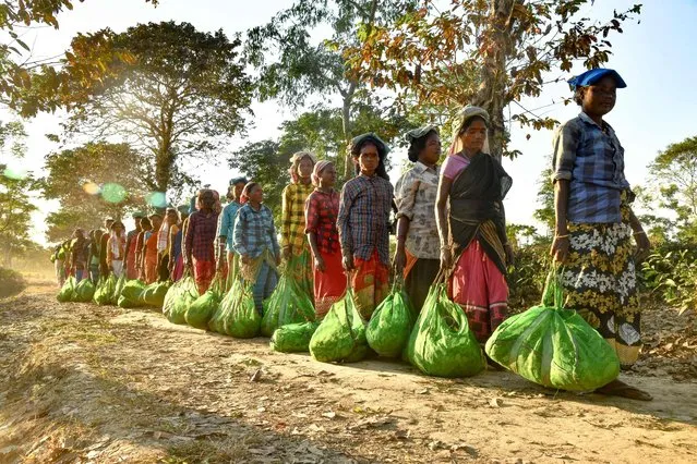 Tea garden workers stand in a queue to weight and deposit their day's plucked tea leafs to a factory, at a tea garden at Rangapara in Sonitpur district of Assam, India on December 7, 2022. (Photo by Biju Boro/AFP Photo)