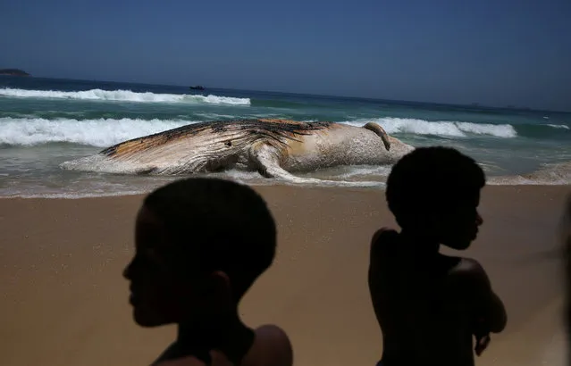 A dead whale is seen on the shore of Ipanema beach in Rio de Janeiro, Brazil, November 15, 2017. (Photo by Pilar Olivares/Reuters)