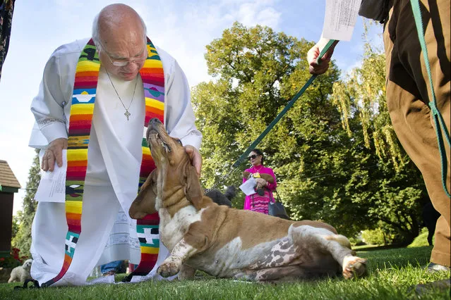 Rev. Peter Kalunian and EZ, a 5-yr-old bassett hound, share a little love before Kalunian pronounced a blessing on her during The Blessing of the Animals Sunday, October 4, 2015, at St. Paul's Episcopal Church in Walla Walla, Wash.. The Blessing is an annual event on St Francis (of Assisi) Day. EZ is owned by Cliff Ferguson. (Photo by Greg Lehman/Walla Walla Union-Bulletin via AP Photo)