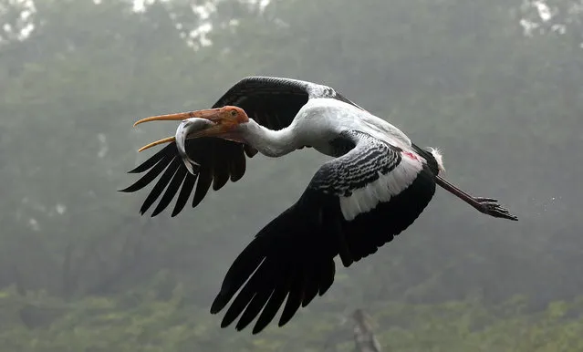 A painted stork flies with a fish in its beak at a Zoological park on a cold winter morning in New Delhi, India, 02 January 2018. According to weather reports the mercury fell to 5.7 degree Celsius, and fog also reportedly disrupted rail, road and air traffic. (Photo by Harish Tyagi/EPA/EFE)
