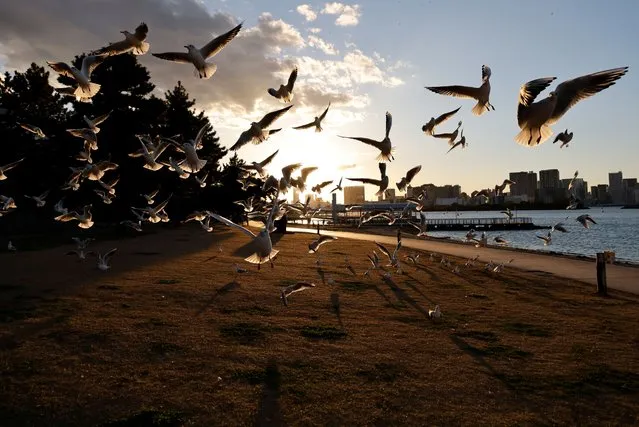 A pack of seagulls fly at the waterfront area at Odaiba Marine Park, in Tokyo, Japan on December 14, 2022. (Photo by Issei Kato/Reuters)