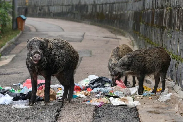 Wild boars feed from garbage bins in the luxury residential district of the Peak in Hong Kong, China, 12 January 2023. According to the Agriculture, Fisheries and Conservation Department there are between 2,000 and 3,000 wild boars in Hong Kong. They tend to remain hidden in wooded areas, but often venture out for food, sometimes foraging through garbage bins, barbecue sites and sometimes illegal fed by humans. (Photo by Jerome Favre/EPA/EFE)