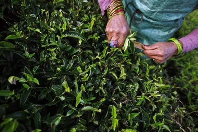 In this Sunday, November 16, 2014 photo, a Nepalese worker picks tea leaves at a tea garden in Kanyam in Illam district, around 500 kilometers (310 miles) from Katmandu, Nepal. (Photo by Niranjan Shrestha/AP Photo)