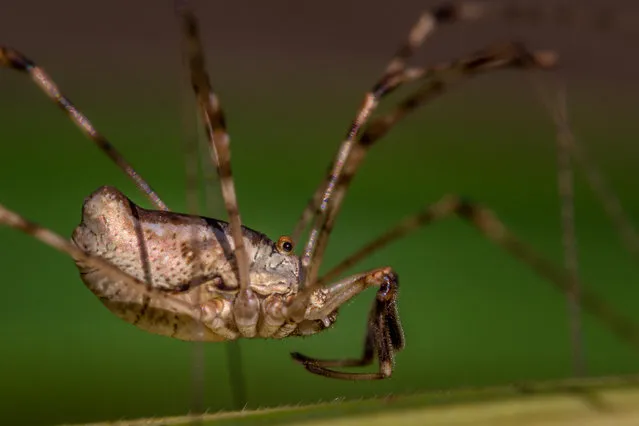 Close-up of a harvestman in Yorkshire, UK. Harvestmen are commonly mistaken for a spider – they have eight legs, two palps, and like spiders they are carnivorous, but the similarities end there. Harvestmen don’t spin webs and they aren’t venom producing. Spiders have two parts to their bodies but in the harvestmen, these two parts are fused together as one. (Photo by Rebecca Cole/Alamy Stock Photo)