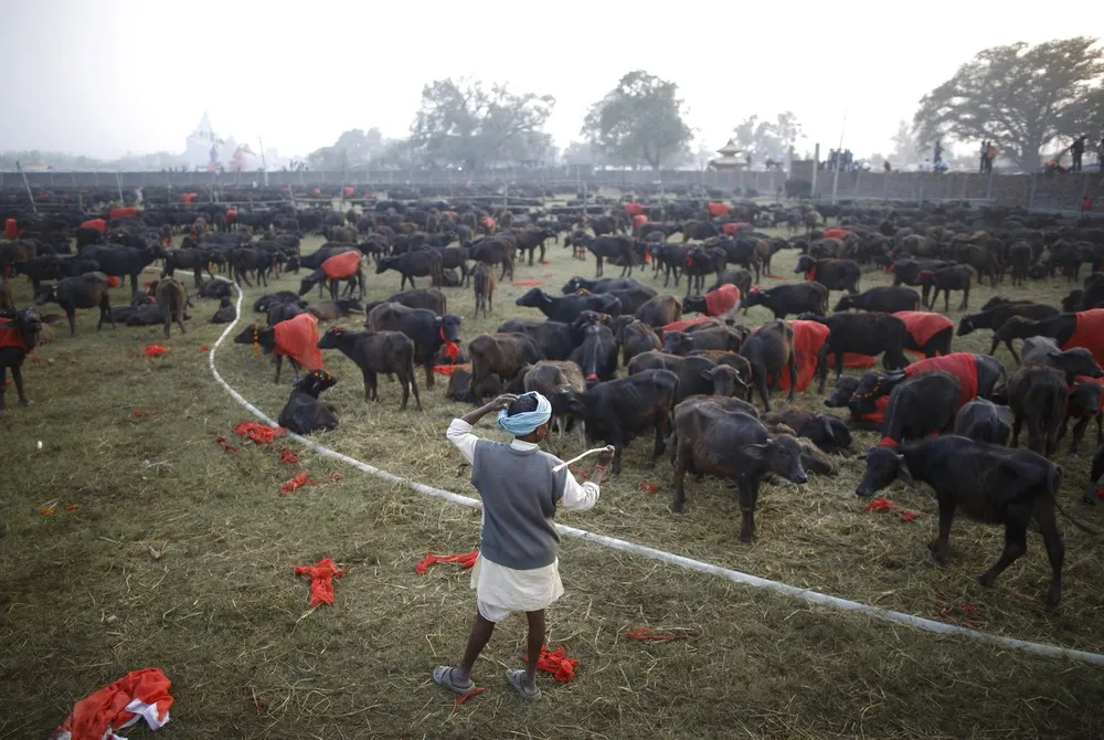 Gadhimai Festival in Nepal