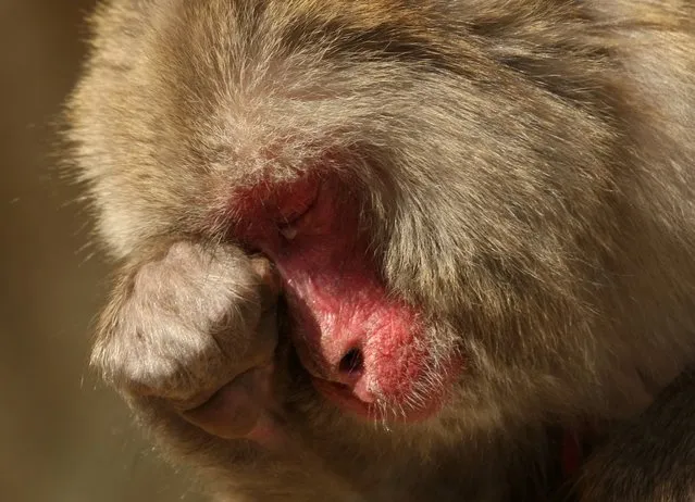 A 20-year-old Japanese macaque monkey named Monday scratches her eyes while suffering an allergy to pollen from the cedar tree at Awajishima Monkey Centre on March 17, 2013 in Sumoto, Japan. Many monkeys are suffering the effects of hay fever at this time of the year, with the typical symptoms being the same as with humans.  According to Awajishima Monkey center this year hay fever is higher than last year, the pollen season is from February to April. (Photo by Buddhika Weerasinghe)