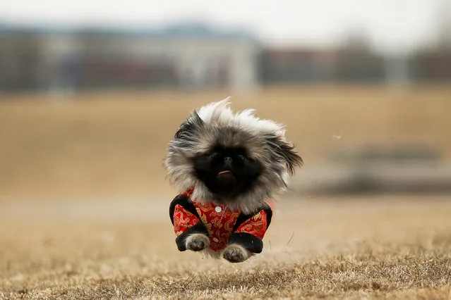 Qian Hao's imported Pekingese dog, Mixiu, runs in a park in Beijing, China, February 8, 2018. (Photo by Thomas Peter/Reuters)