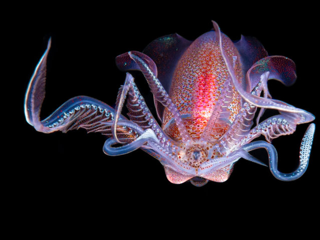Aquatic bugs category winner: a diamond squid by Galice Hoarau, shot in Siladen, Indonesia, during a night-time dive. After sunset, pelagic predators like the diamond squid come close to the surface to hunt. (Photo by Galice Hoarau/Luminar Bug Photographer of the Year 2020)