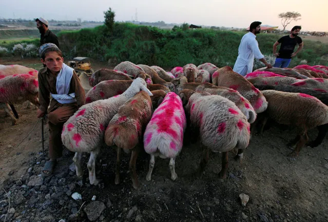 A boy with his sheep for sale waits for customers at a makeshift cattle market, ahead of the Eid al-Adha festival, in Islamabad, Pakistan September 7, 2016. (Photo by Faisal Mahmood/Reuters)