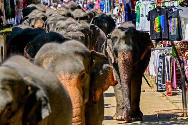 Elephants return to the Pinnawala Elephant Orphanage after taking their daily bath in a river in Pinnawala on February 16, 2025. (Photo by Ishara S. Kodikara/AFP Photo)