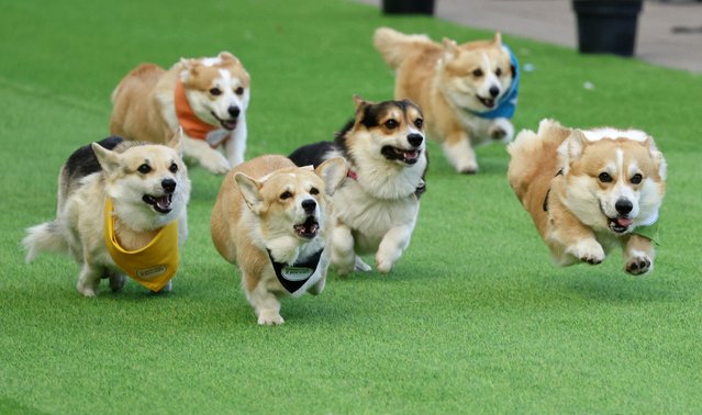 Corgis compete in a 50m race as part of the Corgi Race Vilnius 2025 gathering in Vingis Park, Vilnius on August 23, 2025. For the fourth time, Vilnius hosts the two-day Corgi Race and costume contest inviting corgis from across Europe. (Photo by Petras Malukas/AFP Photo)