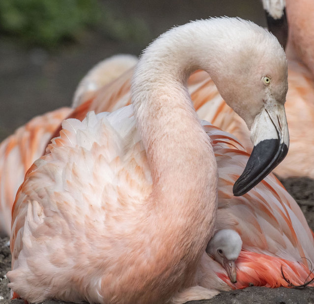 In another first at one of the UK’s zoos, a Chilean flamingo chick has been born at Edinburgh Zoo for the first time in almost ten years. (Photo by Alan Simpson)