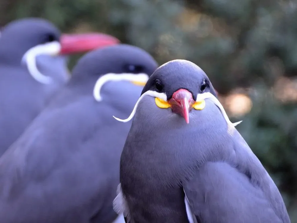 Beard Bird Inca Tern 