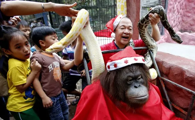 A girl reacts as zoo owner Manny Tangco hold snakes behind an orangutan during the Animal Christmas party at Malabon Zoo in Manila December 18, 2014. (Photo by Erik De Castro/Reuters)