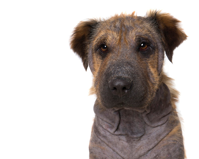 “Oompah”. Sharpei mix. Had mange, which later healed. (Photo by Alex Cearns/The Guardian)