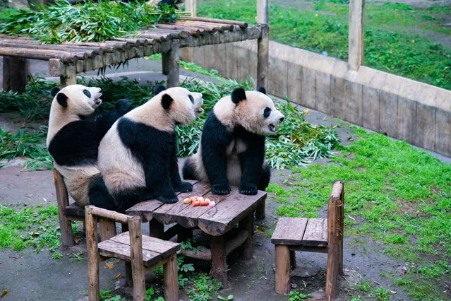 Cute giant pandas at Chongqing Zoo, Chongqing, China on March 18, 2023. (Photo by Rex Features/Shutterstock)