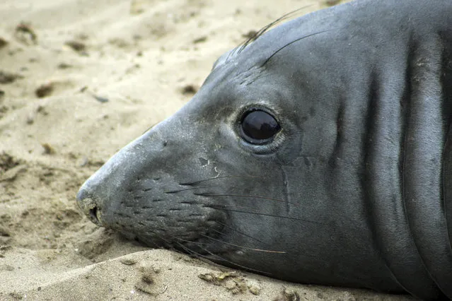 This May 5, 2016 photo provided by the University of California, Santa Cruz, shows an elephant seal named Phyllis at Ano Nuevo Natural Preserve within Ano Nuevo State Park near Pescadero, Calif. UC Santa Cruz researchers say Phyllis has set a record by swimming farther west than any other tracked elephant seal. Officials said Wednesday, October 12, 2016, that by the time Phyllis arrives back in California in January 2017, she will have completed a 7,400-mile foraging adventure. (NMFS permit No. 19108). (Photo by Rachel Holser/University of California, Santa Cruz via AP Photo)