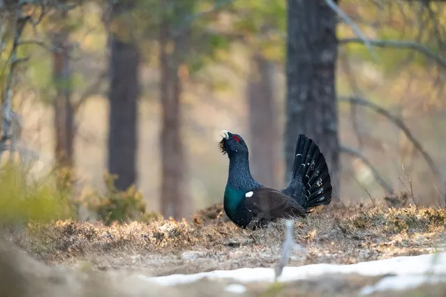 This undated handout photograph provided on March 17, 2023, by French photographer and film director Vincent Munier, shows a capercaillie bird, in the Vosges mountains, eastern France. The regional scientific council for natural heritage (CSRPN) has issued an unfavorable opinion on the project to reintroduce the capercaillie in the Vosges, as only half a dozen individuals have been identified. Presented as the last chance to maintain the species, this project included the capture of wild birds from Scandinavia and their release in the Vosges mountains, where their introduction would have been monitored with the aim of halting the extinction of the species. (Photo by Vincent Munier/AFP Photo)