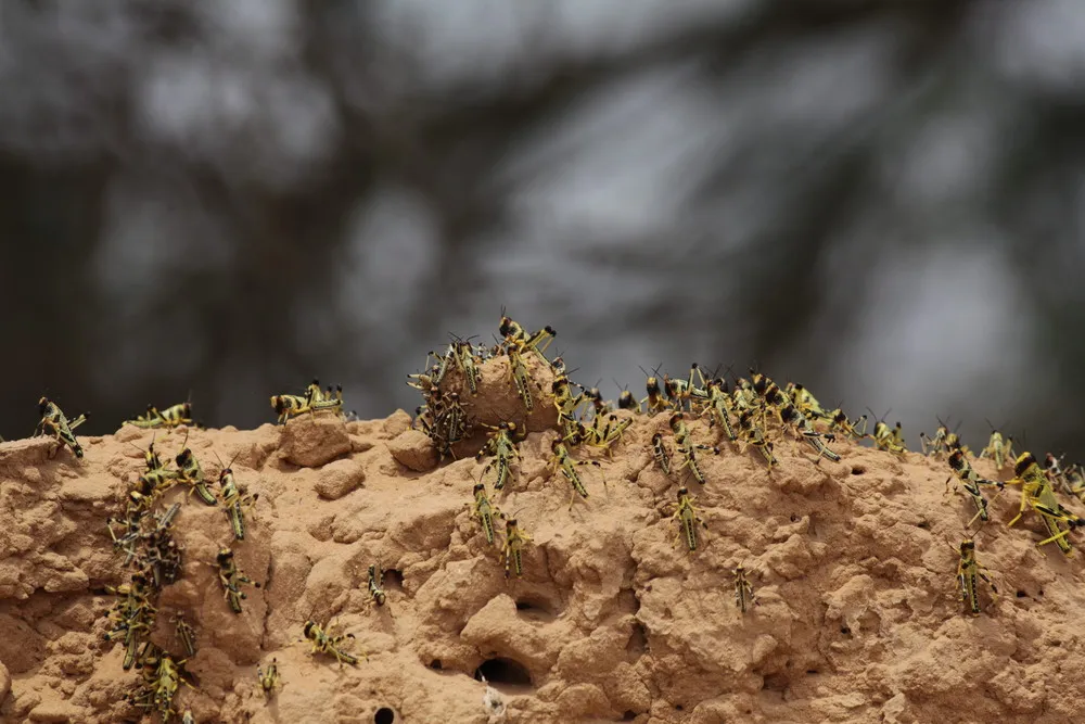 Billions of Locusts Hatched in Southern Israel