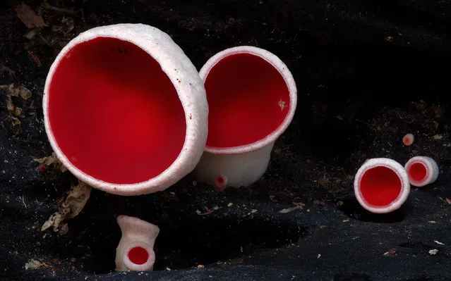 Red cup fungi. (Steve Axford)