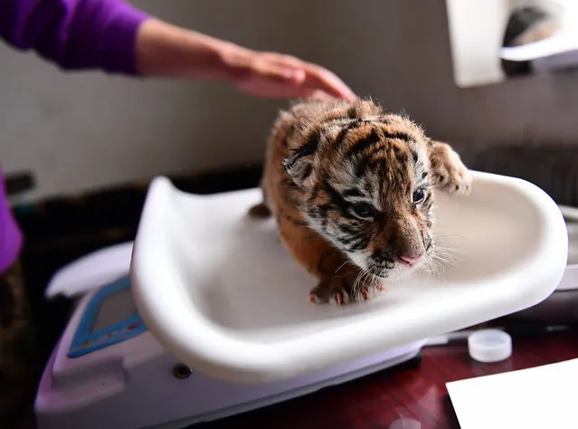 A Siberian tiger cub is weighed at a zoo in Shenyang, China on May 07, 2018. (Photo by Pacific Press/Barcroft Images)