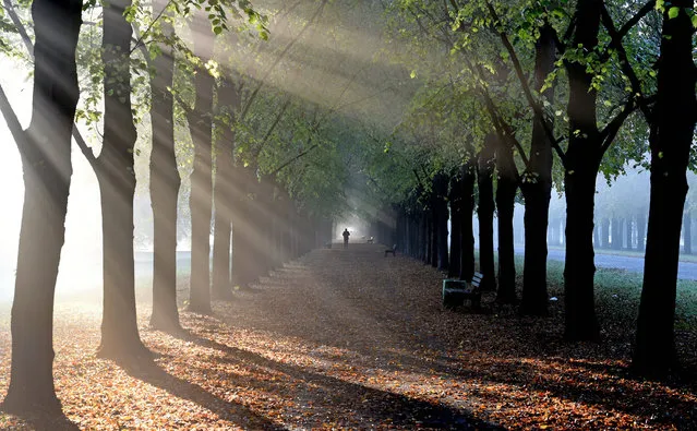 The morning sun breaks through the trees of the Georgengarten park to illuminate the early morning mist in Hanover, Germany, 18 October 2016. (Photo by Holger Hollemann/DPA)