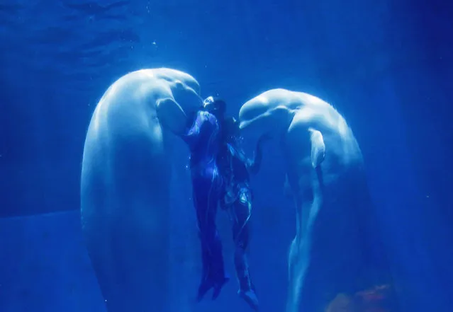 Beluga whales and their trainers present “The heart of Ocean” show at the Harbin Polarland in the northern city of Harbin, Heilongjiang province January 6, 2015. The polar land themed park combining animal shows and polar land sights has had increased visitors during the annual Harbin International Ice and Snow Festival, the park said. (Photo by Kim Kyung-Hoon/Reuters)