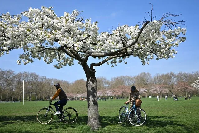 Cyclists under cherry blossom trees in Battersea Park, in London, on April 9, 2023 during a sunny spring day. (Photo by Justin Tallis/AFP Photo)