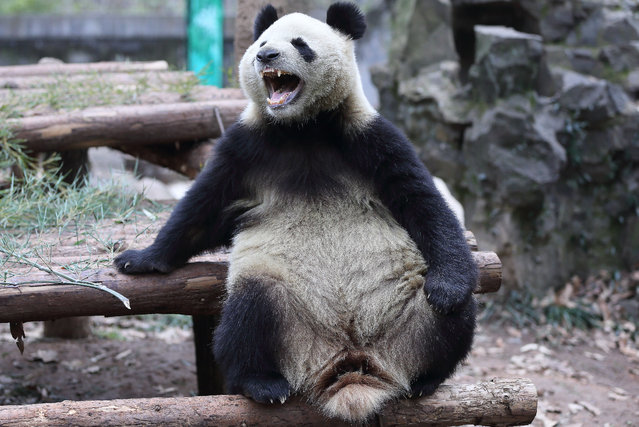 A panda bear sits on a logs in a zoo on January 15, 2015 in Hangzhou, China. (Photo by Feature China/Barcroft Media)