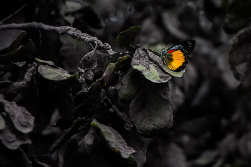 Some Photos: Insects