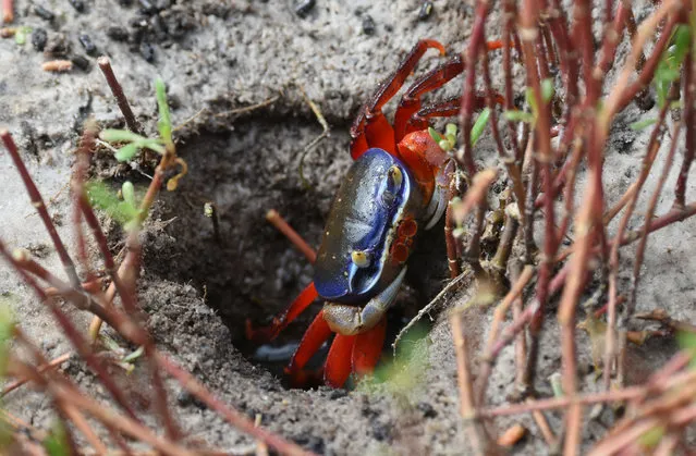 A photo taken on June 11, 2018 in Etuessika, near Assinie, shows a purple and red crab in the nature reserve of the Balouaté island in the Aby lagoon, near the border with Ghana The Ivorian authorities would like the reserve and its mangroves protected by the Ramsar Convention on Wetlands of International Importance, to become World Heritage Site. (Photo by Sia Kambou/AFP Photo)