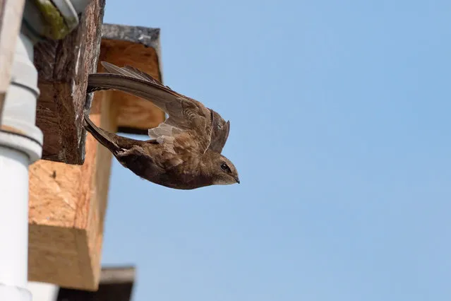 A common swift flies from a nesting box in Hilperton, Wiltshire, UK. In the last 20 years, Britain’s breeding population of the birds has halved. (Photo by Nick Upton/Nature Picture Library)