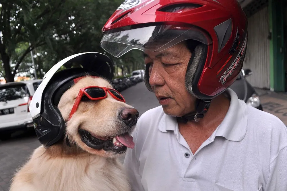 Pooches Ride on Owners Moped in Indonesia