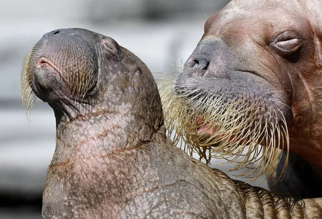 Walrus Dyna and her unnamed calf, born on June 17 in the Hagenbeck Zoo, are seen in their compound as they are presented to the public in Hamburg, Germany August 3, 2018. (Photo by Fabian Bimmer/Reuters)
