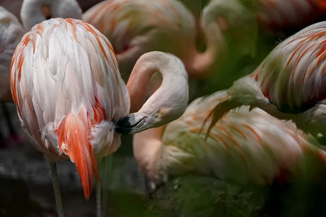 Chilean Flamingos groom each other at Lincoln Park Zoo, Tuesday, July 11, 2023, in Chicago. (Photo by Erin Hooley/AP Photo)