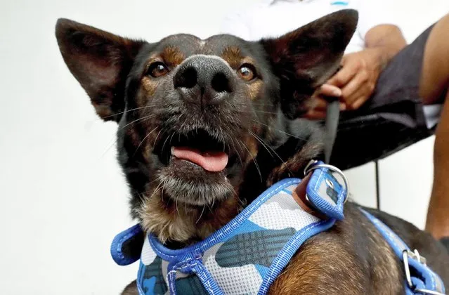 The dog Bella, who was rescued with Australian sailor Tim Shaddock after more than two months adrift on the Pacific Ocean, is pictured in Manzanillo, Colima State, Mexico, on July 20, 2023. Shaddock decided to leave his canine companion in Mexico with the captain of the ship that saved them. The Australian sailor and his dog Bella were picked up by a tuna vessel after surviving for weeks on raw fish and rainwater while aboard a storm-struck boat. (Photo by Ulises Ruiz/AFP Photo)