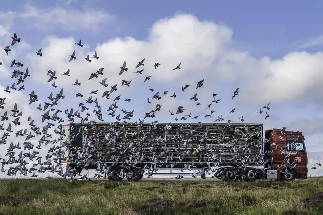 Pigeon Racing federations from the Scottish central belt free their birds on the heather clad moorlands of Northumberland near Otterburn in the first decade of August 2023. The birds will return home in about an hour. (Photo by Chris Strickland/The Times)