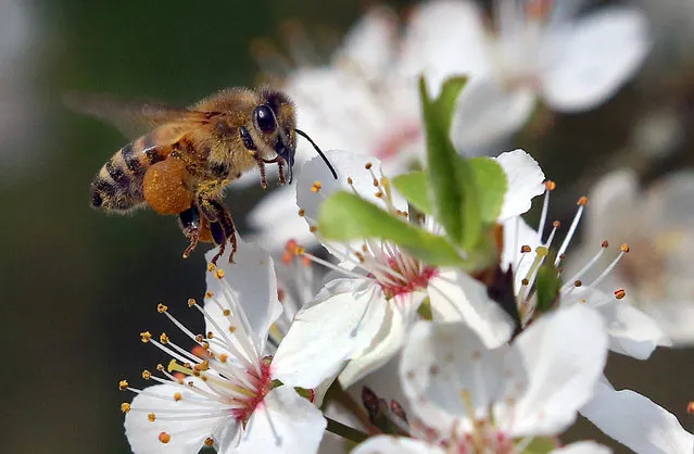 A honey bee flies to blossoms on a mirabelle tree with bulging “panties” full of pollen in Berlin on April 19, 2021. The fruit, also called yellow plum, flowers relatively early and offers nectar to the insects. To obtain some, bees collect pollen on their hind-leg hairs on a pistil and then fertilise the next flower. Only then can fruits develop. After the long winter rest, the bees make use of the rising temperatures to gather food for their brood. Honey bees fly only when the weather is warm for several consecutive days. (Photo by Wolfgang Kumm/dpa)