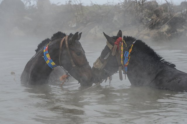 Horses are seen in a thermal spring in the village of Budakli in Guroymak district, Bitlis, Turkey, January 12, 2016. The springs are found in Budakli and are sought after by local and foreign tourists for their healing properties, especially in summer. Despite the freezing cold, the villagers bring their horses and water buffalo to the snow-covered springs. (Photo by Ibrahim Yakut/Anadolu Agency/Getty Images)