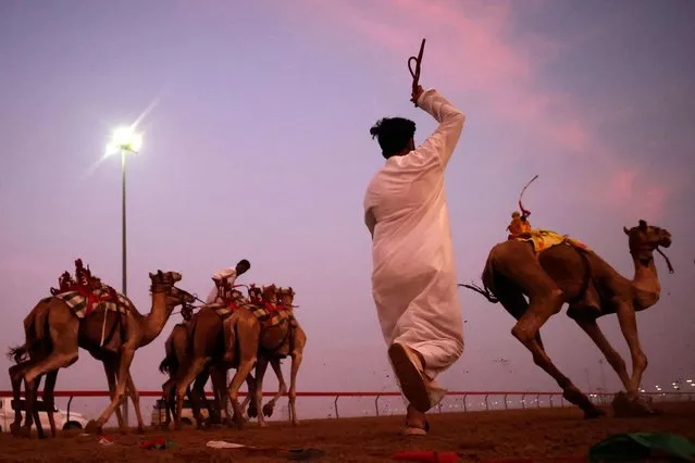 Sudanese camel herders train animals at dawn, on August 24 2023 in Dubai. (Photo by Karim Sahib/AFP Photo)