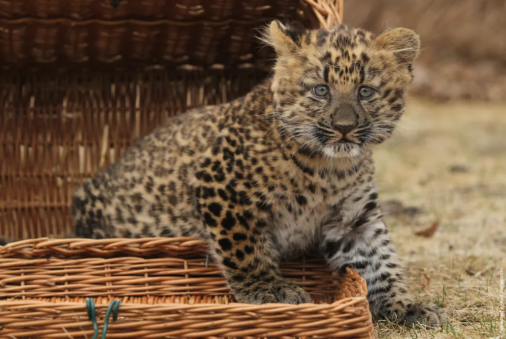 Tierpark Zoo Presents Baby Leopard